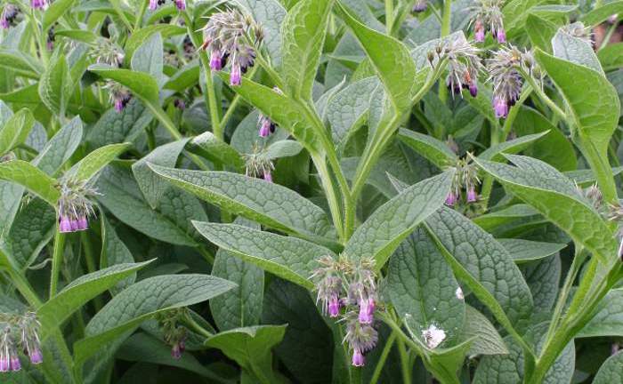 comfrey in flower