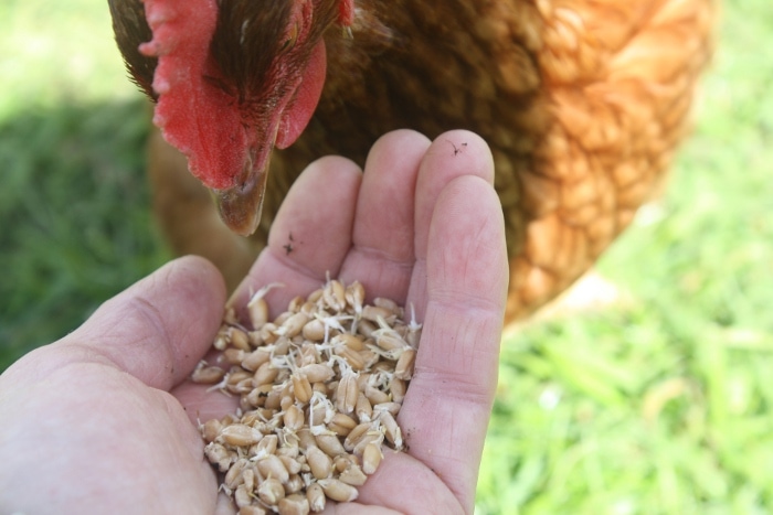 feeding sprouted wheat to the chickens