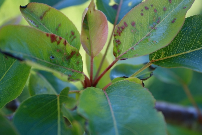 blistermiteonpears