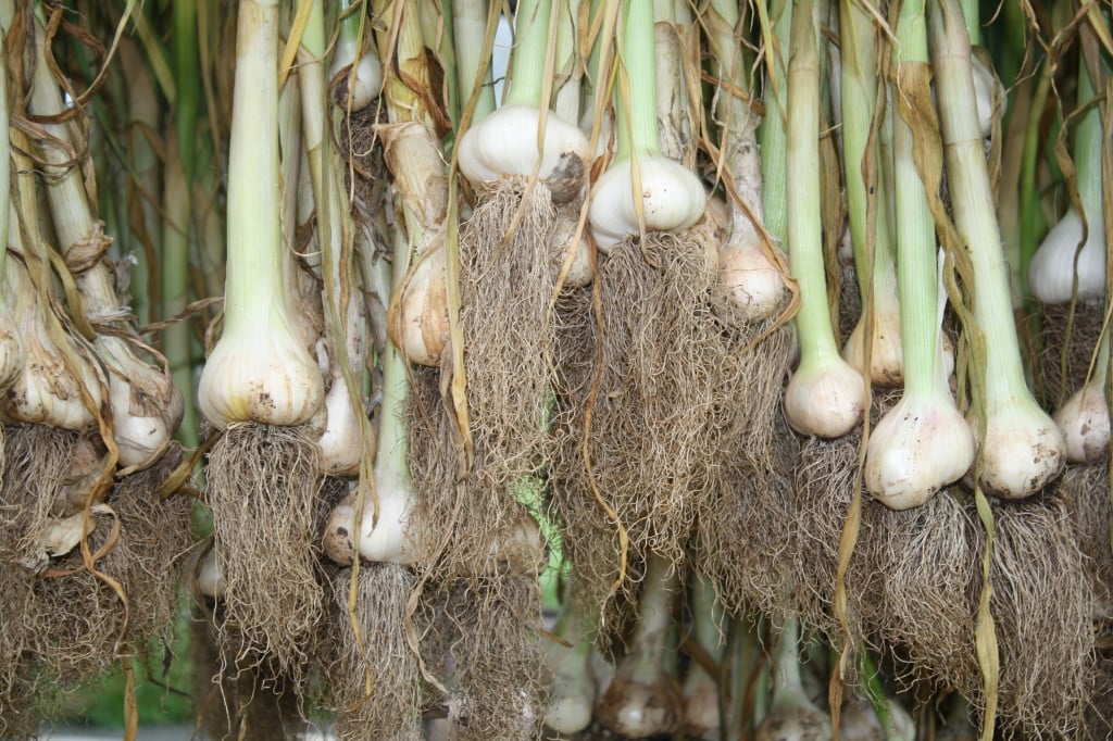 garlic curing