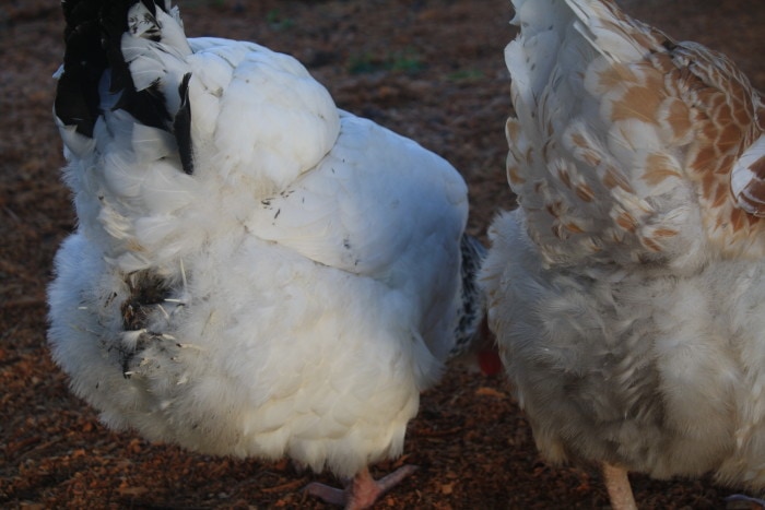 Chook with dirty pants - a sign of worms