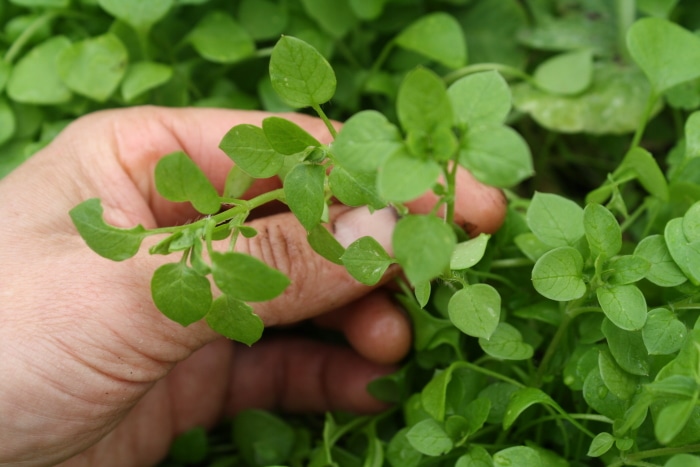 chickweed