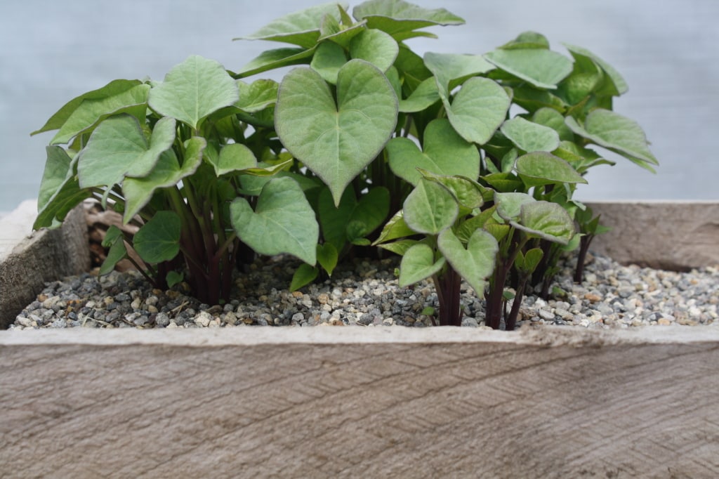 kumara shoots