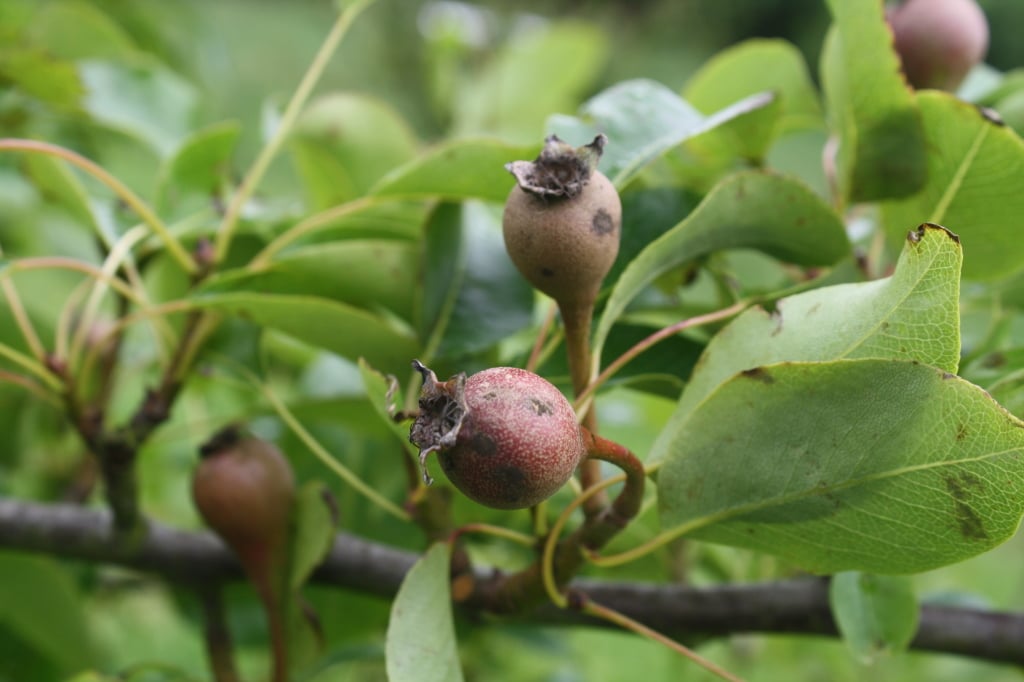 Pear Scab
