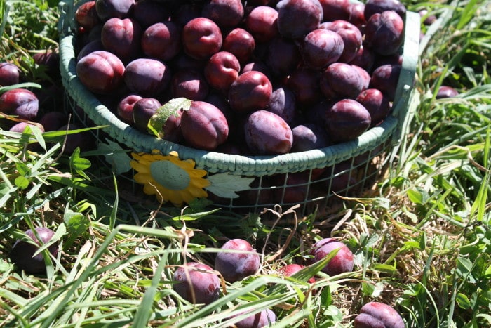 Black Doris Plum harvest