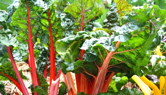 Chard