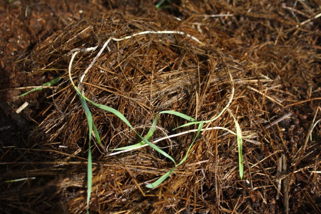 runner grass