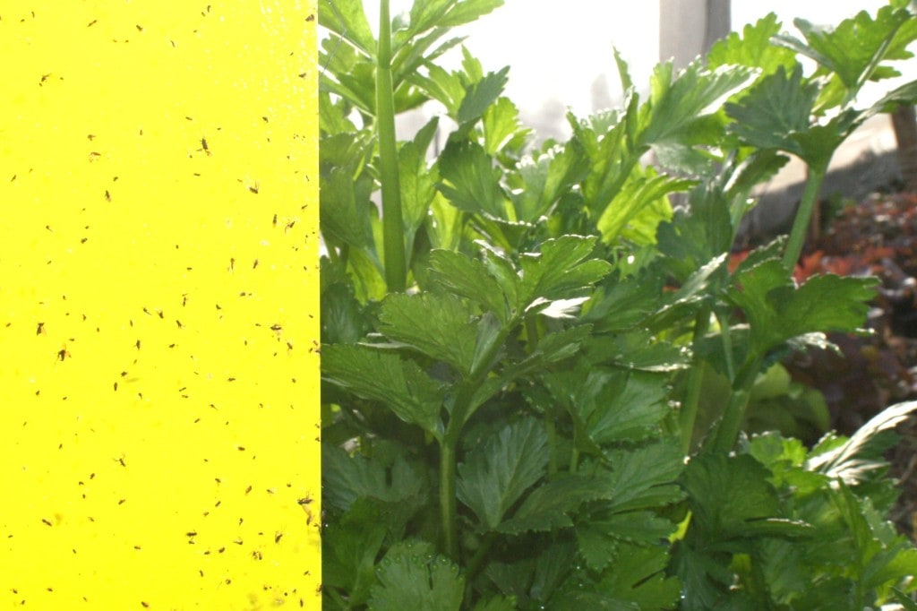 white fly yellow sticky trap
