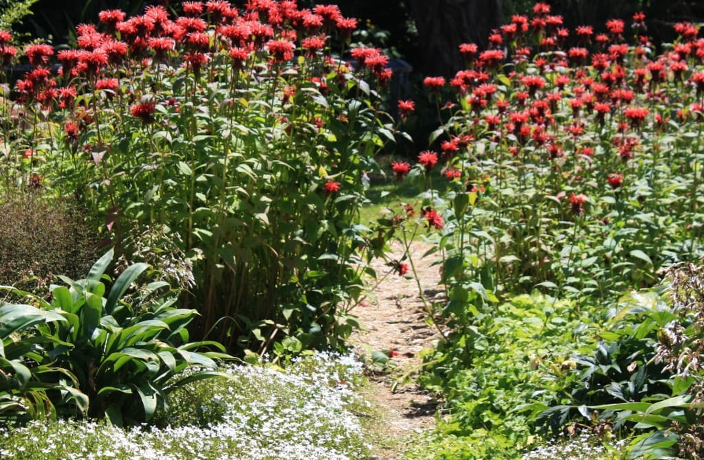 living mulch