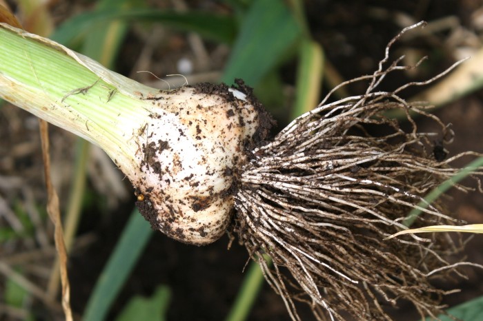 time to harvest