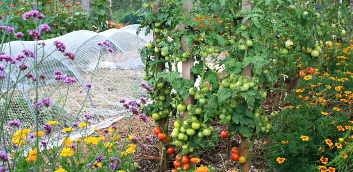 Feb Tomatoes