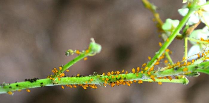 a healthy colony of aphids