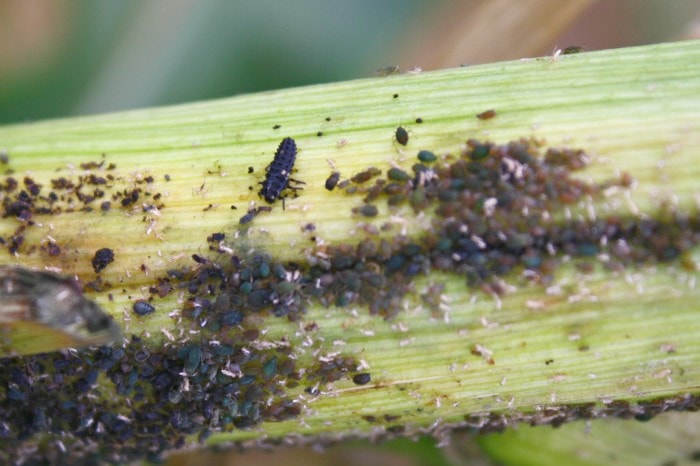 aphids and ladybird larvae