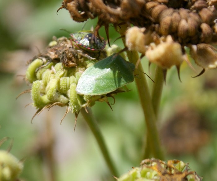 green vegetabl bugs