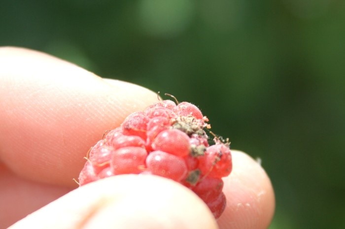 gvb's been at my berries