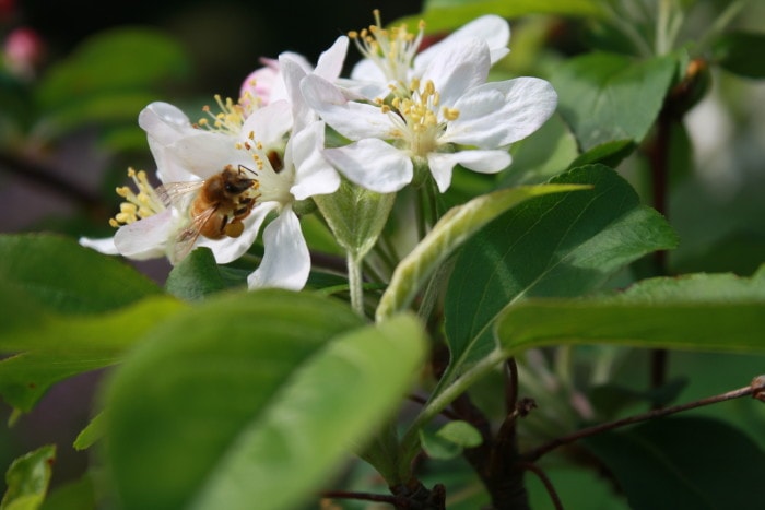 apple blossom