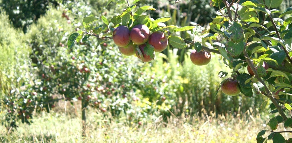 apples summer
