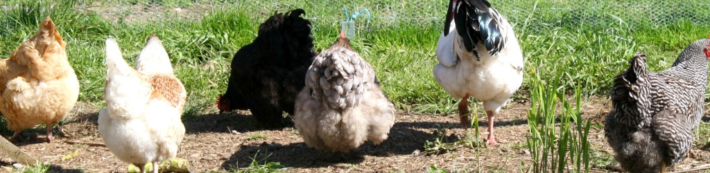 The chooks are let out for the day - a row of healthy behinds!