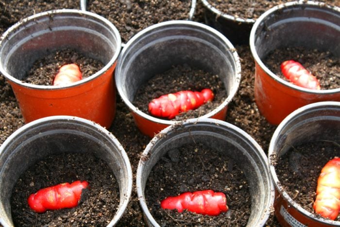 planting-yams