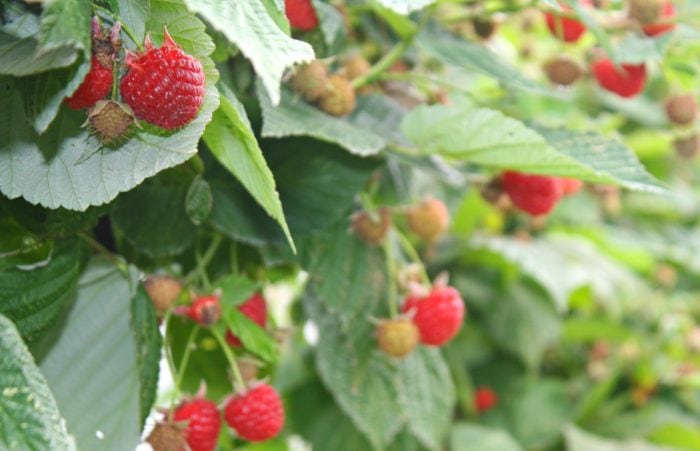 Raspberries