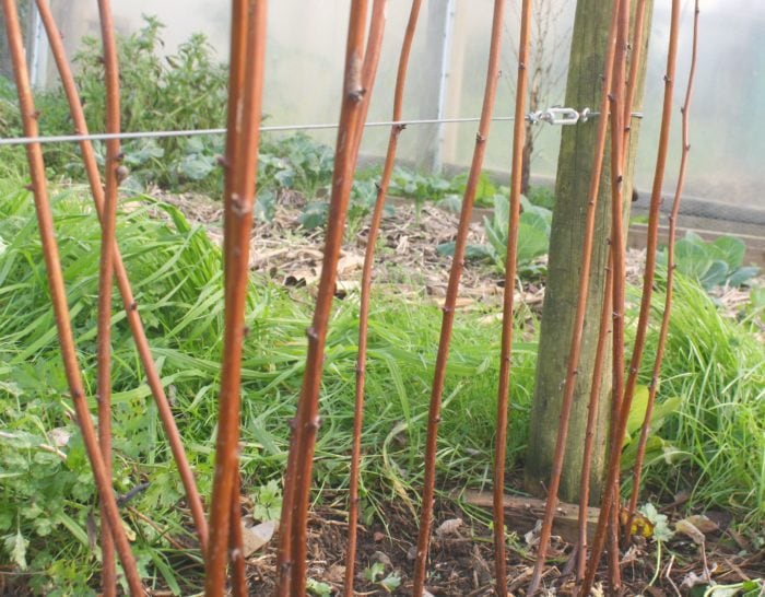 after pruning