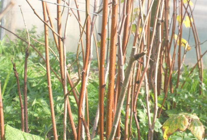 before pruning
