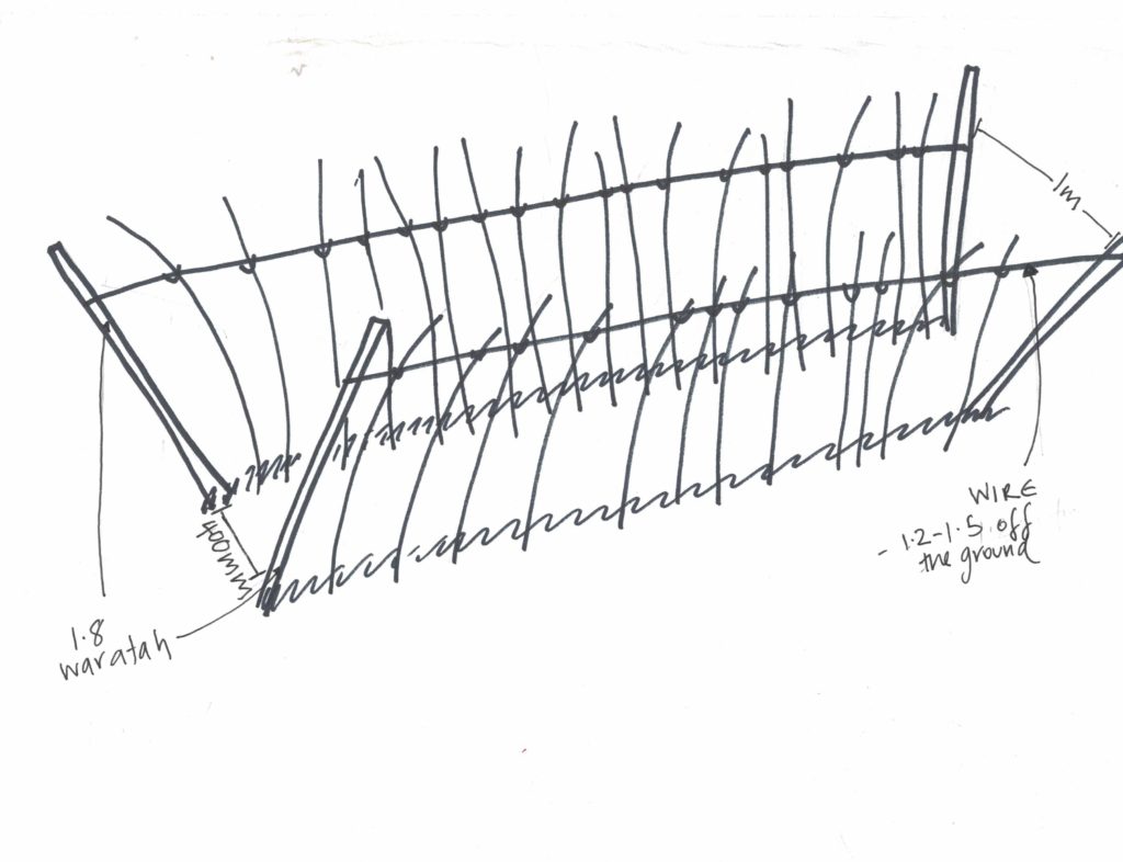 rasperry trellis