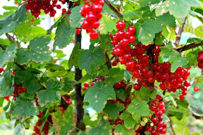 red currants