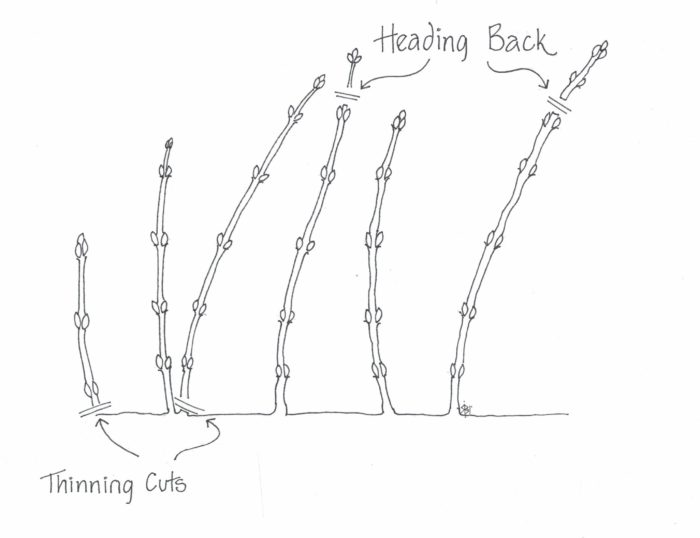 types of cuts