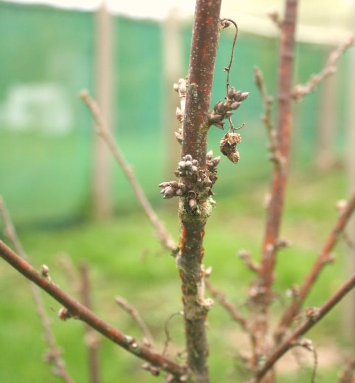 redcurrant fruit spurs
