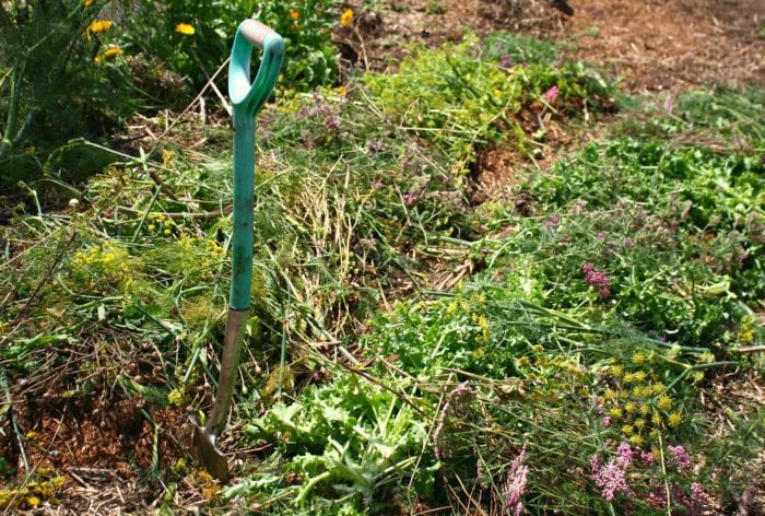 yarrow fennel and parsley mulch