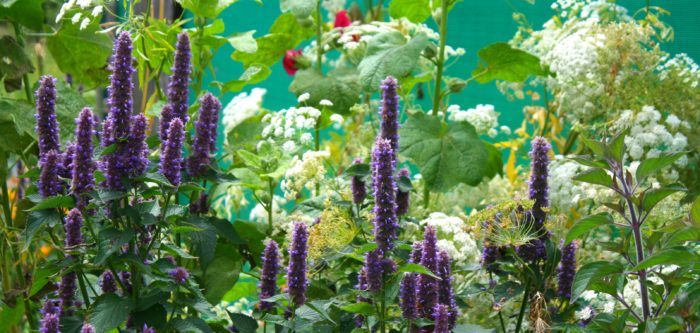 anise hyssop