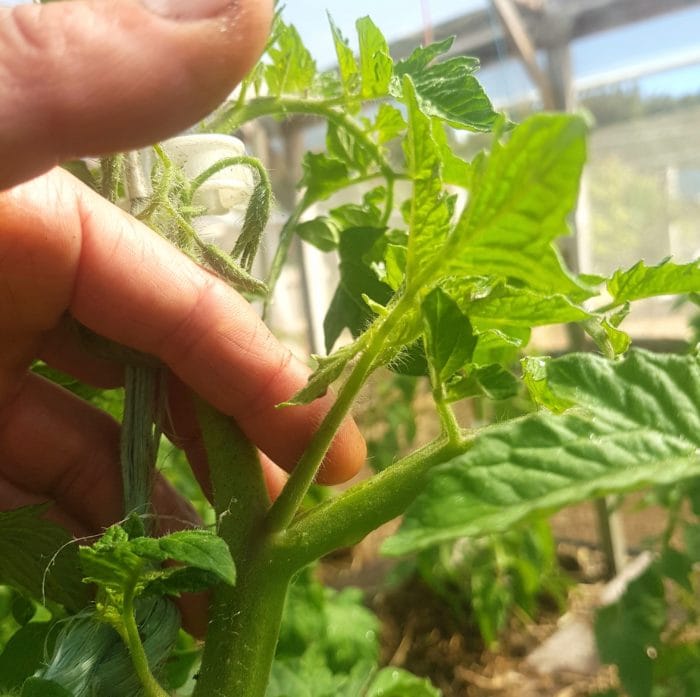 tomato lateral