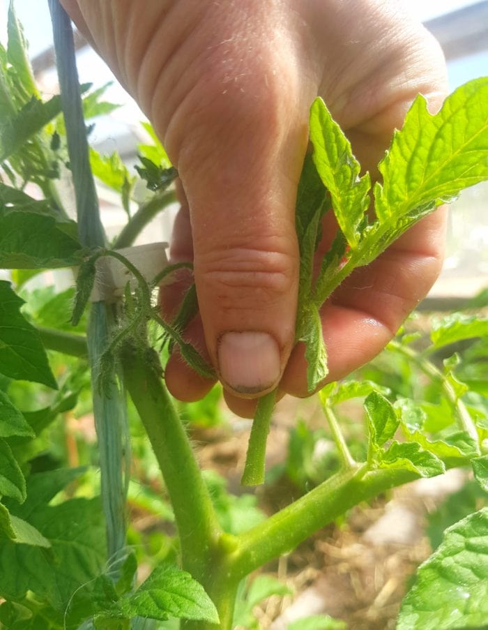 lateral pruned