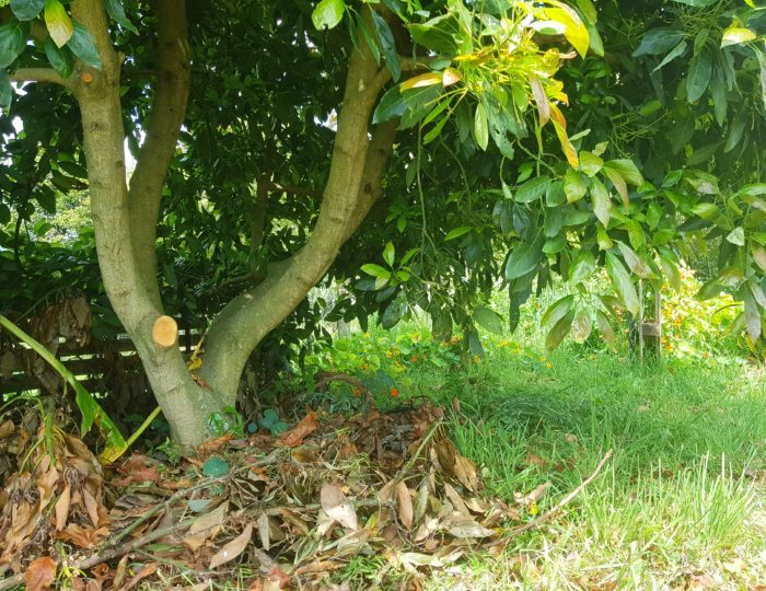 avocado mulch