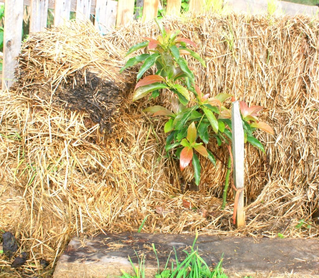 Avocado protected