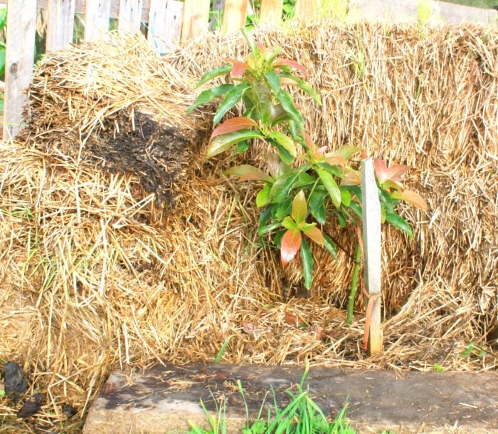 Avocado protected