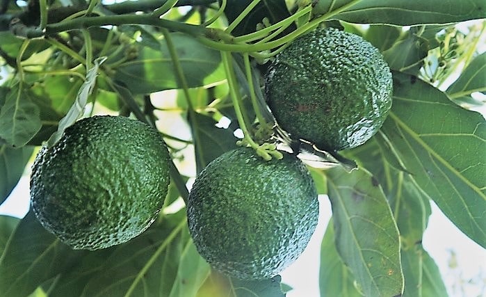 avocados (2)
