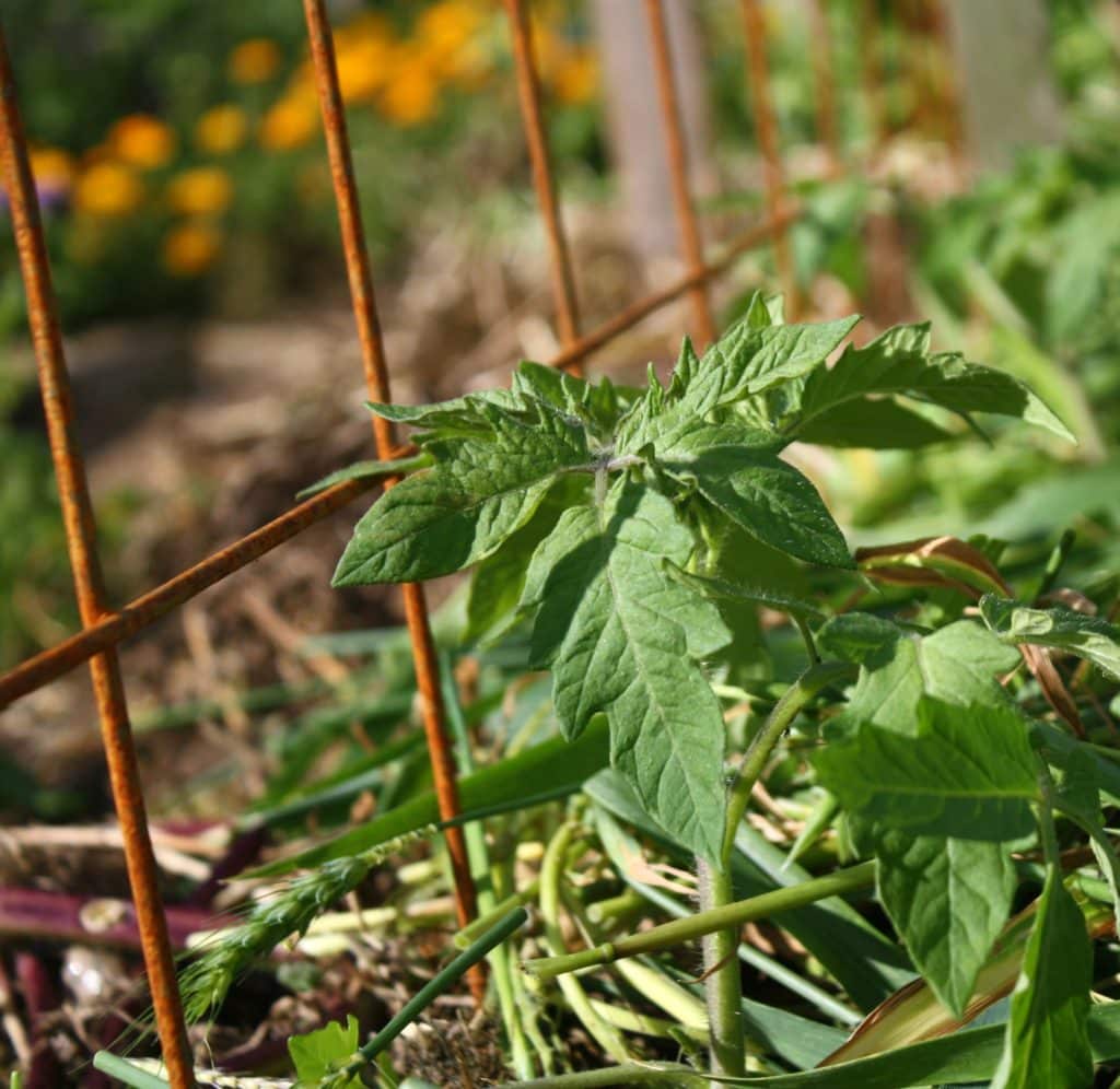 newly planted tomato