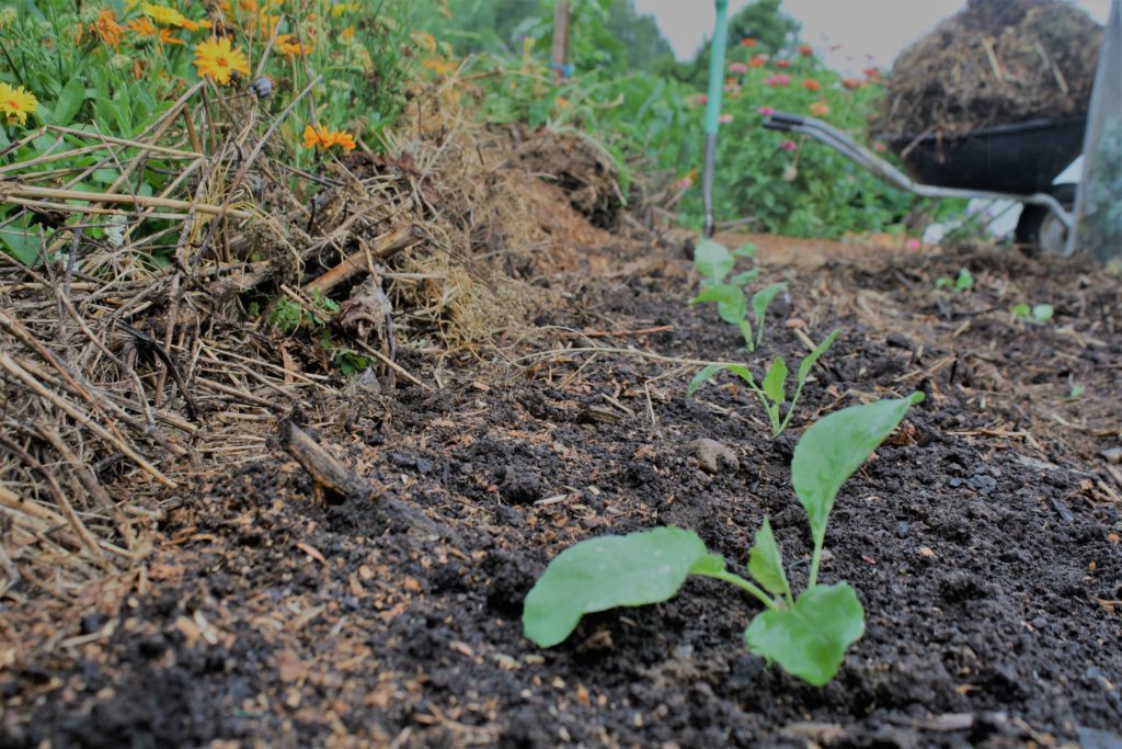 brocolli seedlings