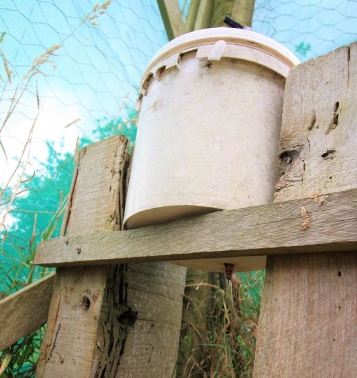 chook waterbucket