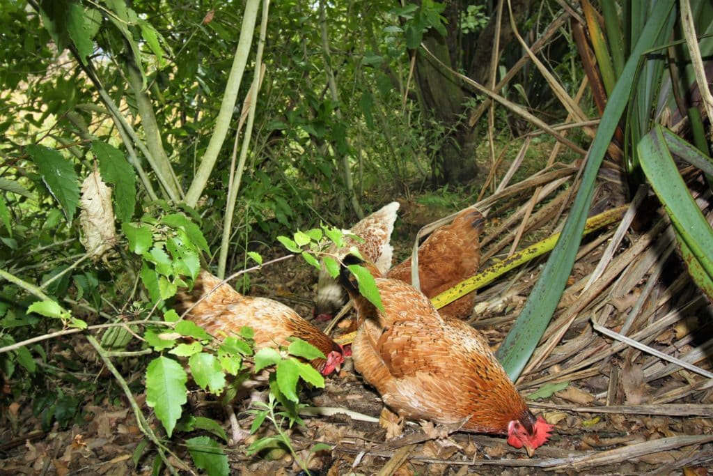 chook forest