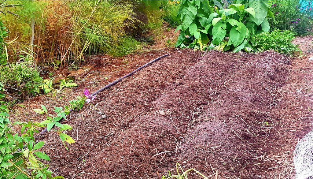 garlic bed prep