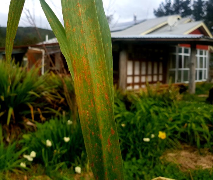 rust on wheat
