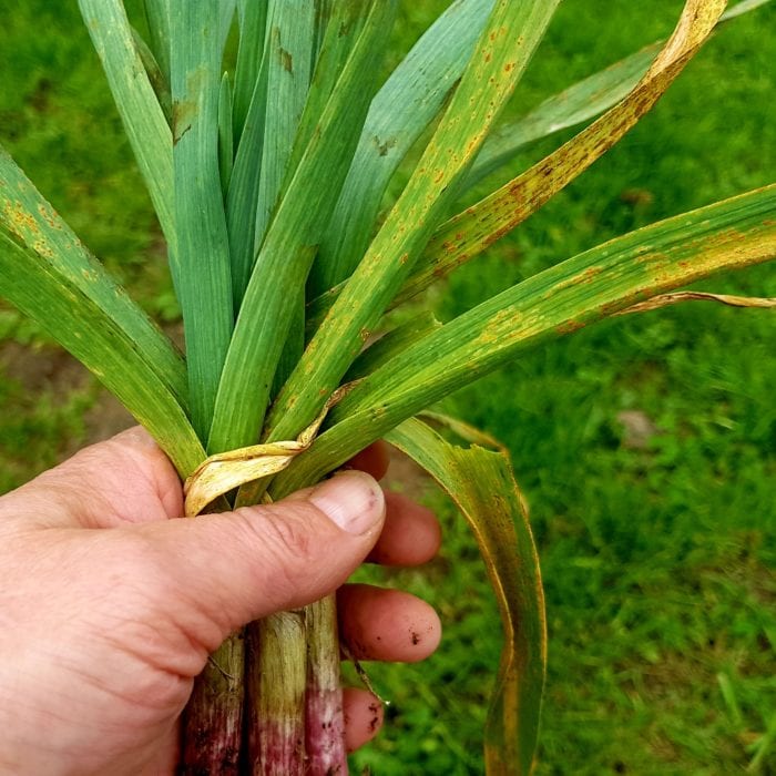 rusty garlic