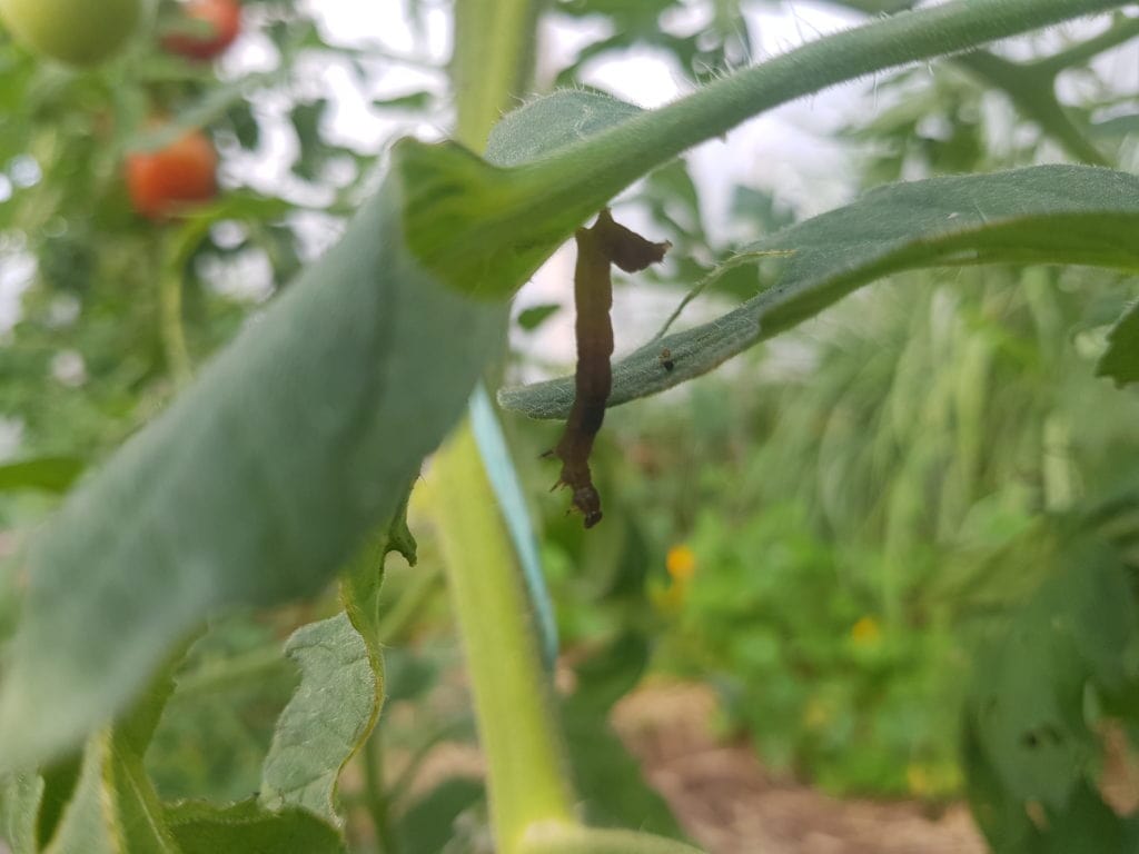 dead caterpillar