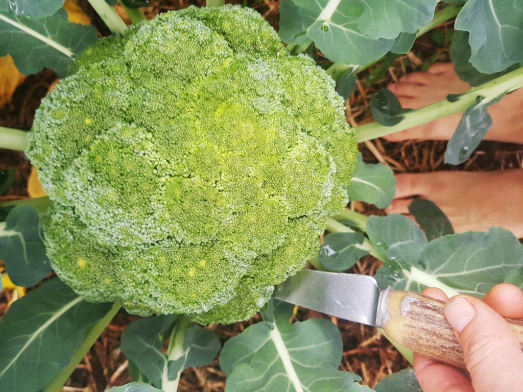 broccoli harvest