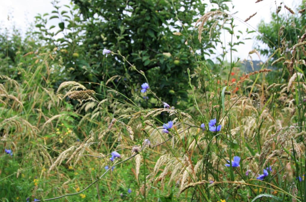 chicory herbal ley