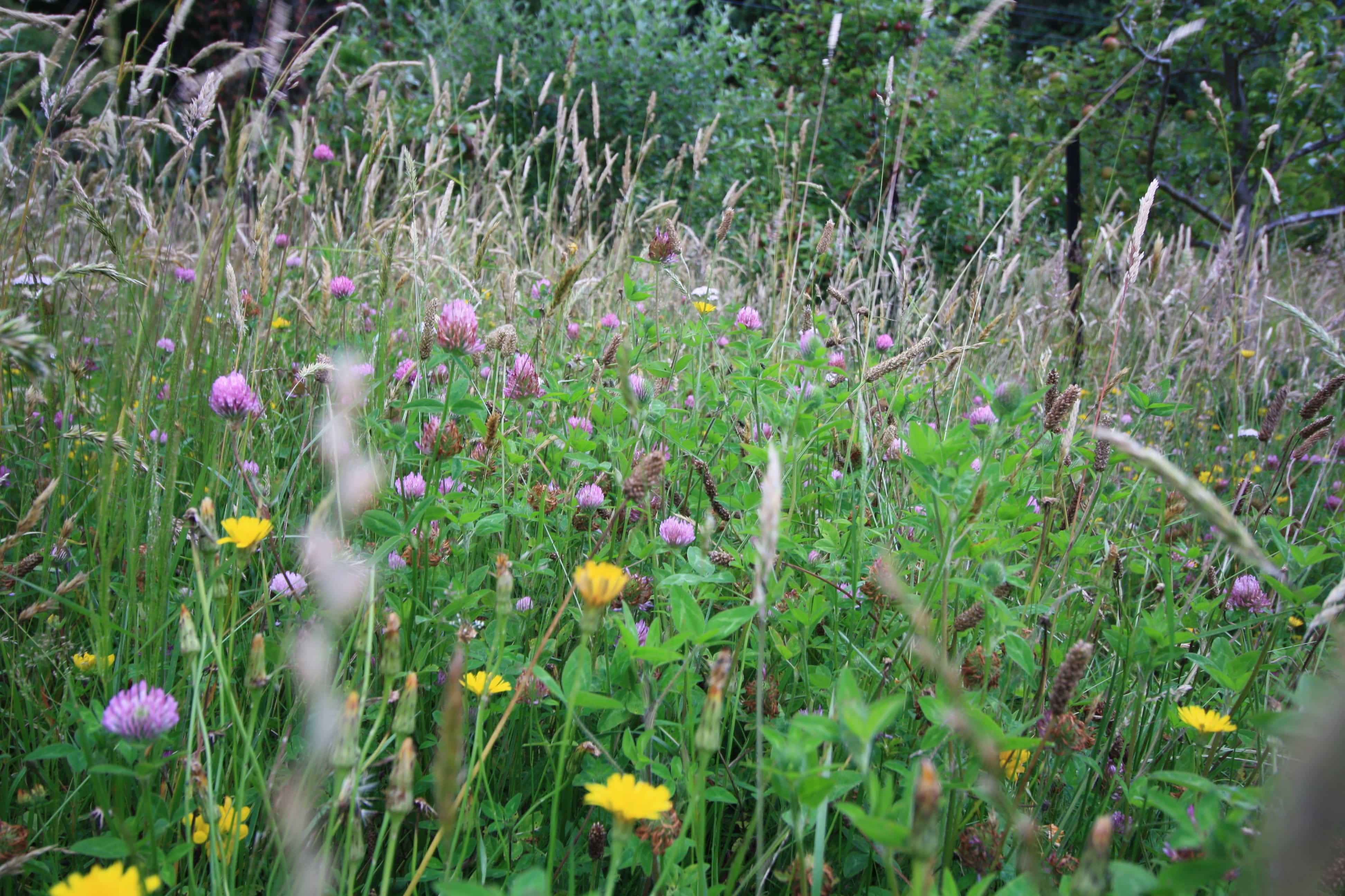 orchard herbal ley