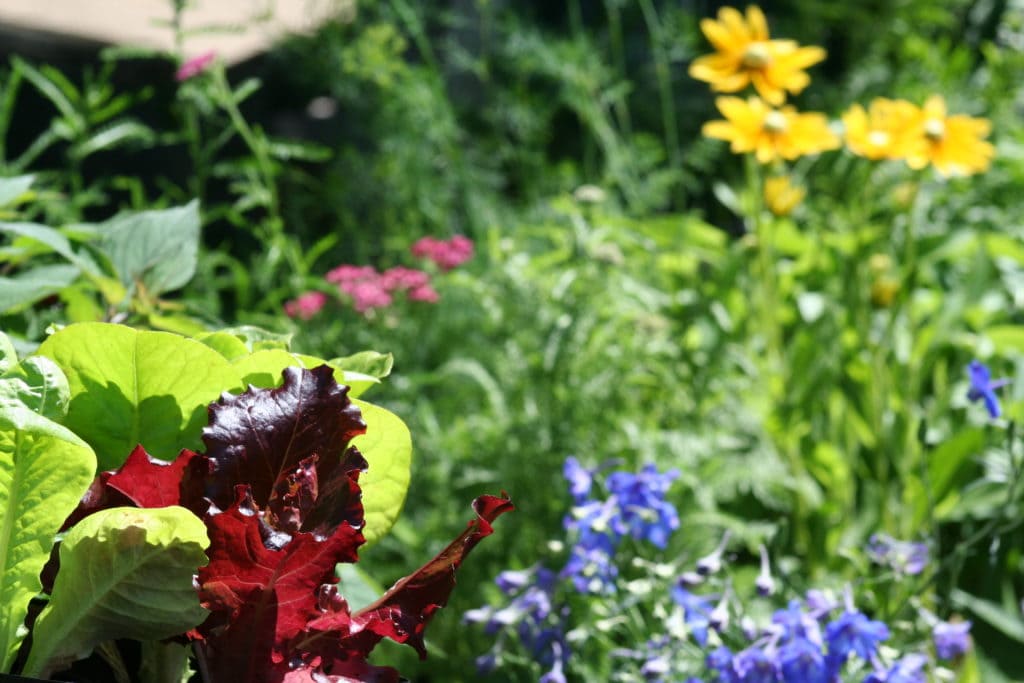saladings and rudbeckia